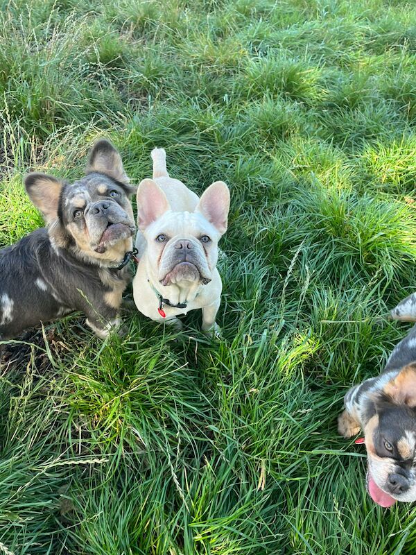 French Bulldog puppies for sale in Boncath, Dyfed – KC registered, 2 years old - Image 5 of 6