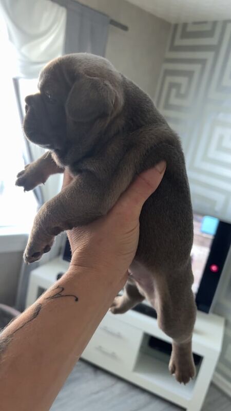 French bulldogs pups - Image 2 of 3