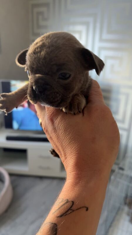 French bulldogs pups - Image 3 of 3