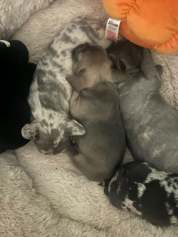 French bulldogs seek homes - Image 2 of 3