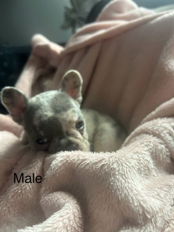 French bulldogs seek homes - Image 3 of 3