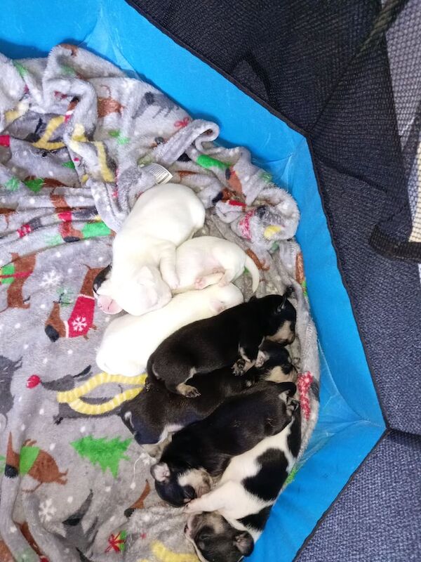 French Bullhuahua pups for sale in Denny, Stirling and Falkirk