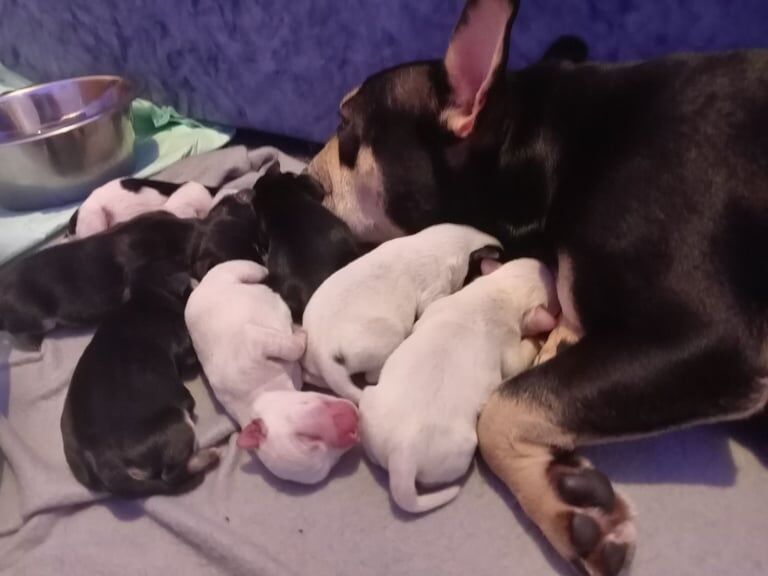 French Bulldog puppies for sale in Denny, Stirling and Falkirk – 7 months old - Image 2 of 3