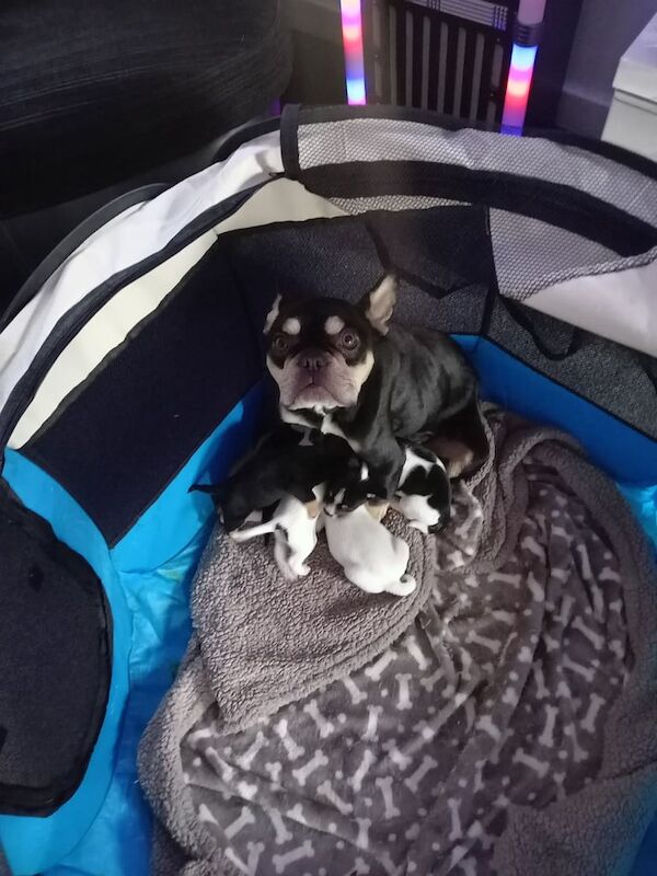 French Bulldog puppies for sale in Denny, Stirling and Falkirk – 7 months old - Image 3 of 3