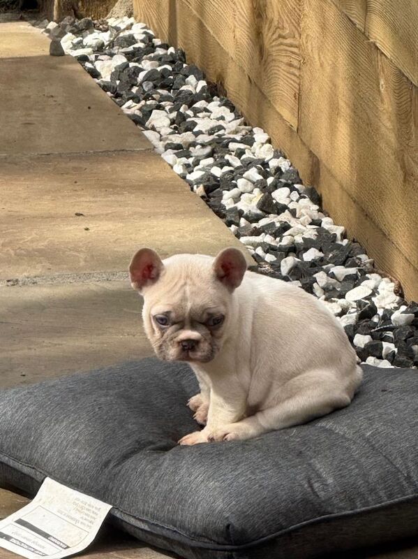 Frenchie Puppies For Sale