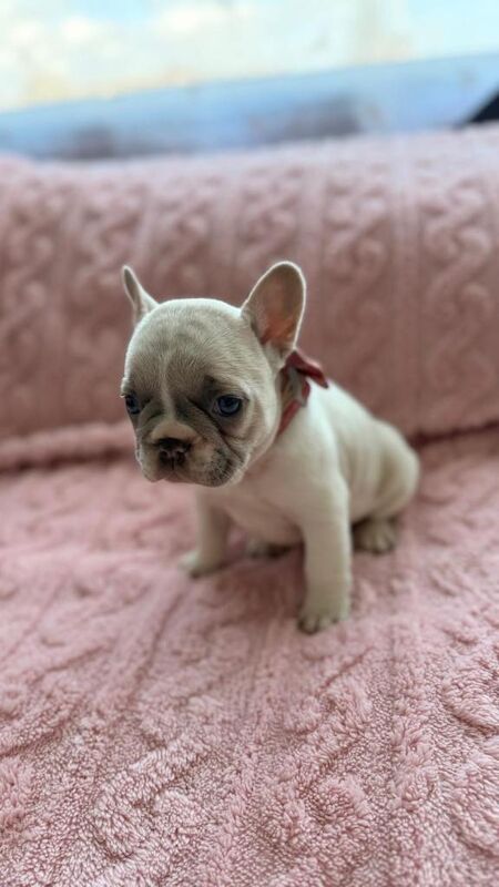 French bullies for sale - Image 2 of 3