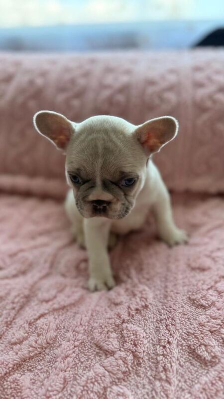 French bullies for sale - Image 3 of 3