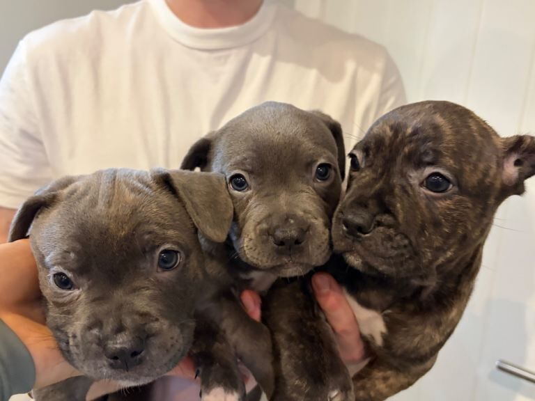 French Bulldog puppies for sale in Newry, County Down – 7 weeks old