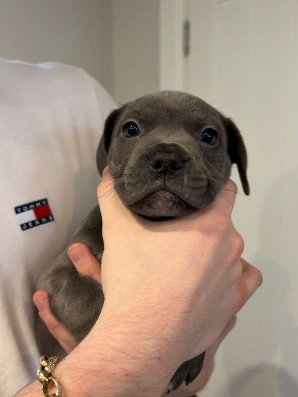 French Bullys - Image 2 of 5