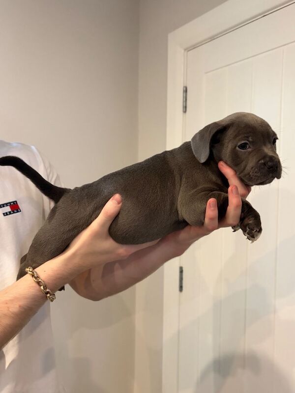 French Bullys - Image 3 of 5