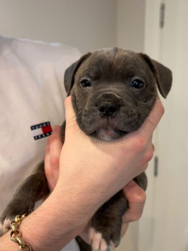 French Bullys - Image 4 of 5