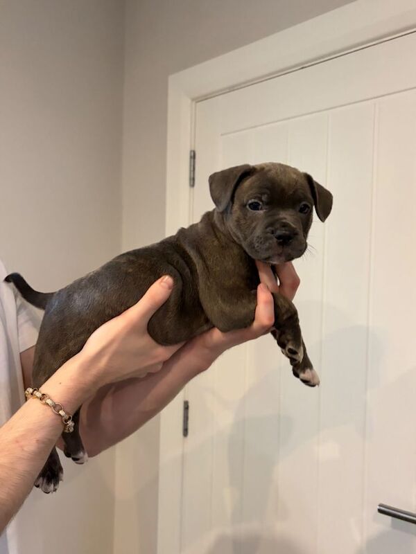 French Bullys - Image 5 of 5