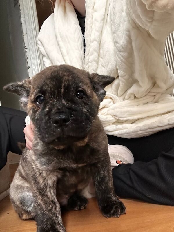 French Bulldog puppies for sale in Westcliff-on-Sea, Essex – KC registered, 9 weeks old - Image 4 of 5