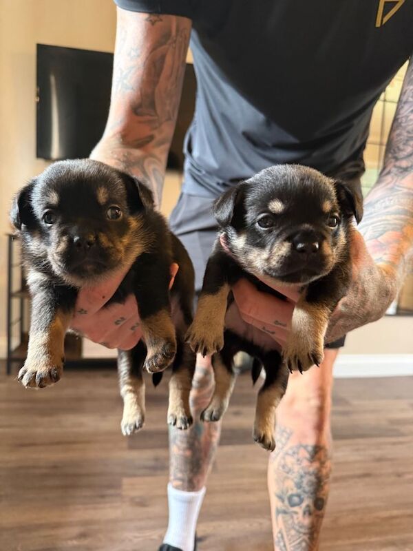French Pom puppies - Image 2 of 5