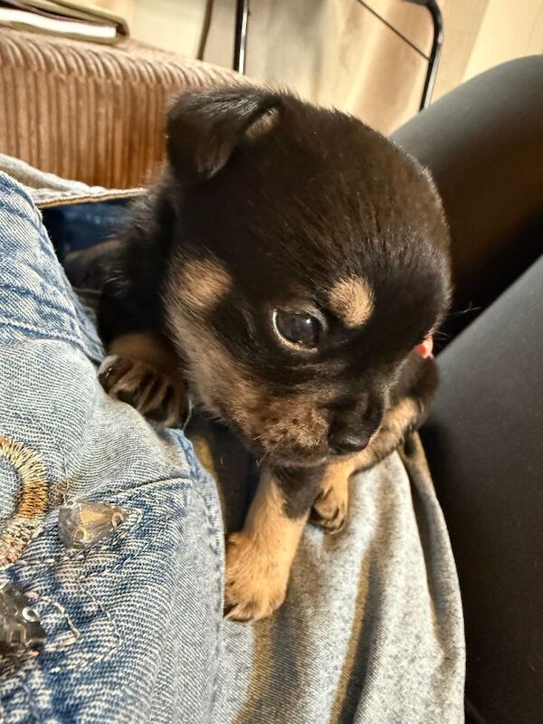 French Pom puppies - Image 3 of 5