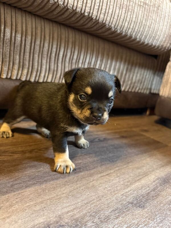 French Pom puppies - Image 4 of 5