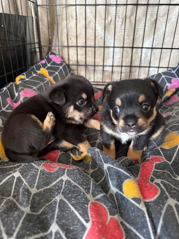 French Pom puppies - Image 5 of 5