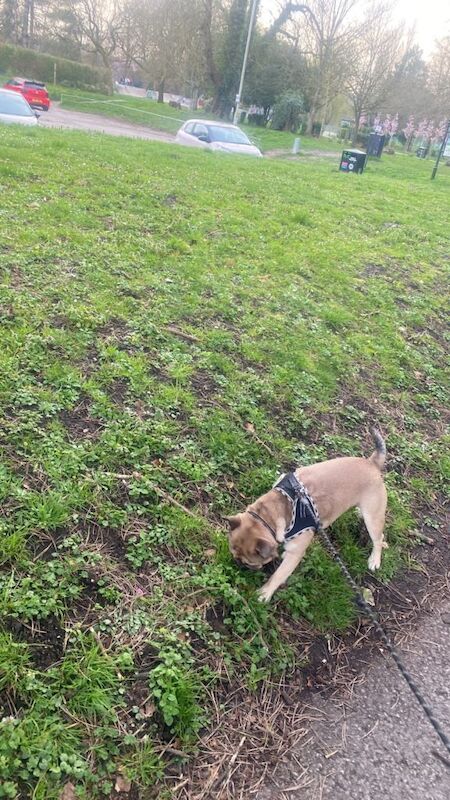French pug - Image 2 of 3
