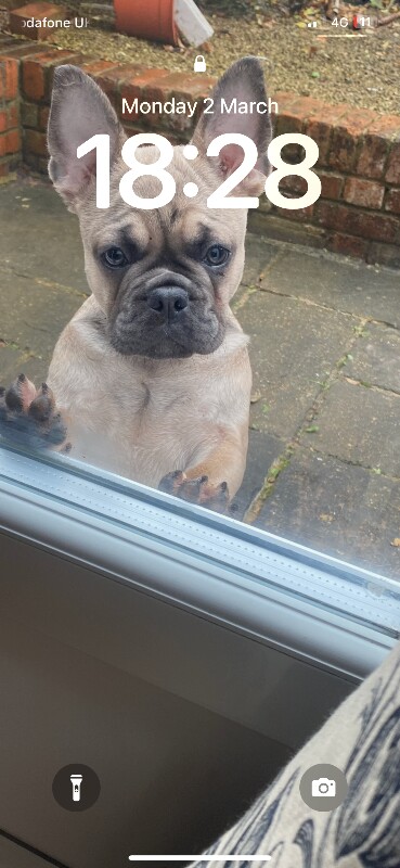 French pug - Image 3 of 3