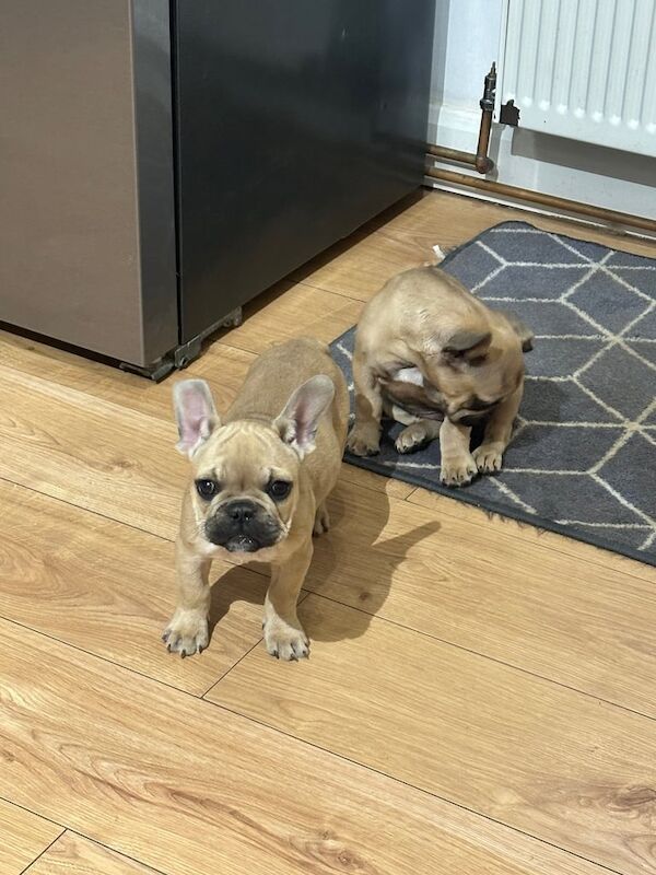 French puppies - Image 2 of 3