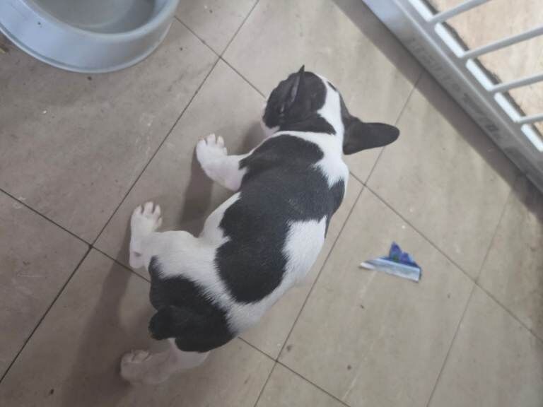French puppies