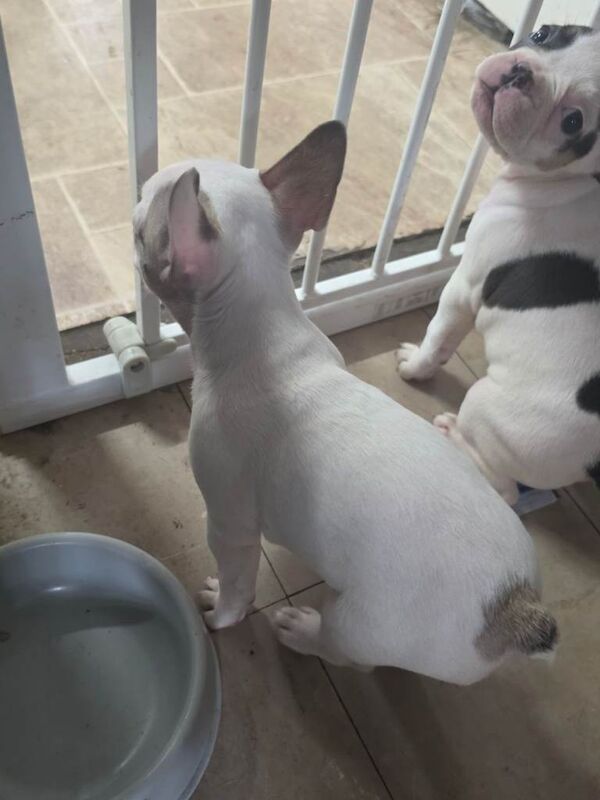 French puppies - Image 3 of 5