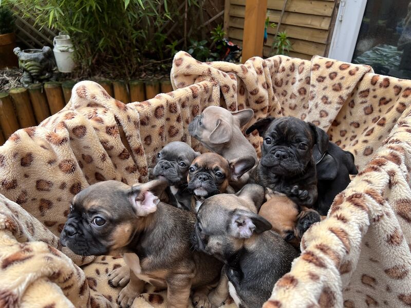French Puppies Extravaganza: READY NOW 💝 for sale in Preston, Lancashire | Image 2