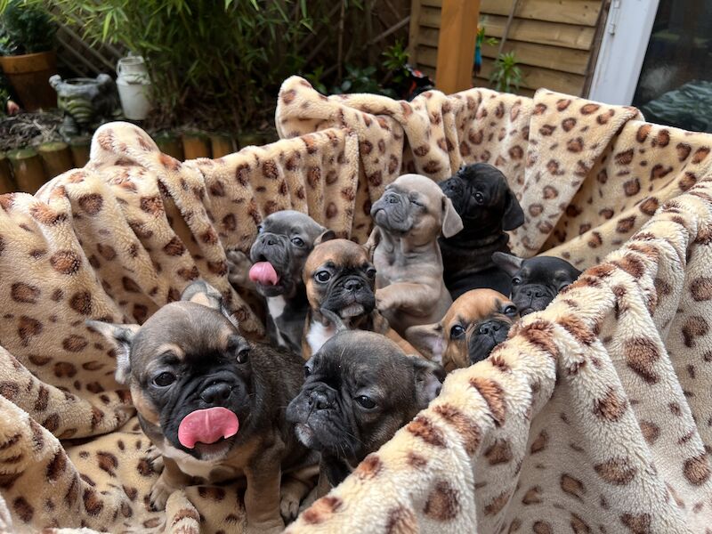 French Puppies Extravaganza: READY NOW 💝 for sale in Preston, Lancashire | Image 3