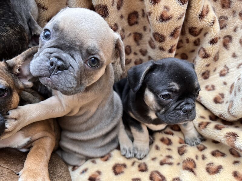 French Puppies Extravaganza: READY NOW 💝 for sale in Preston, Lancashire | Image 4
