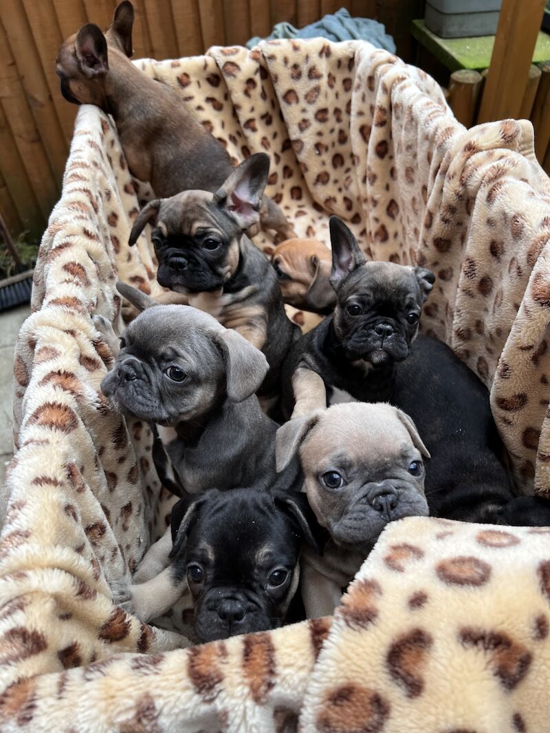 French Bulldog puppies for sale in Preston, Lancashire – 1 year old - Image 5 of 13