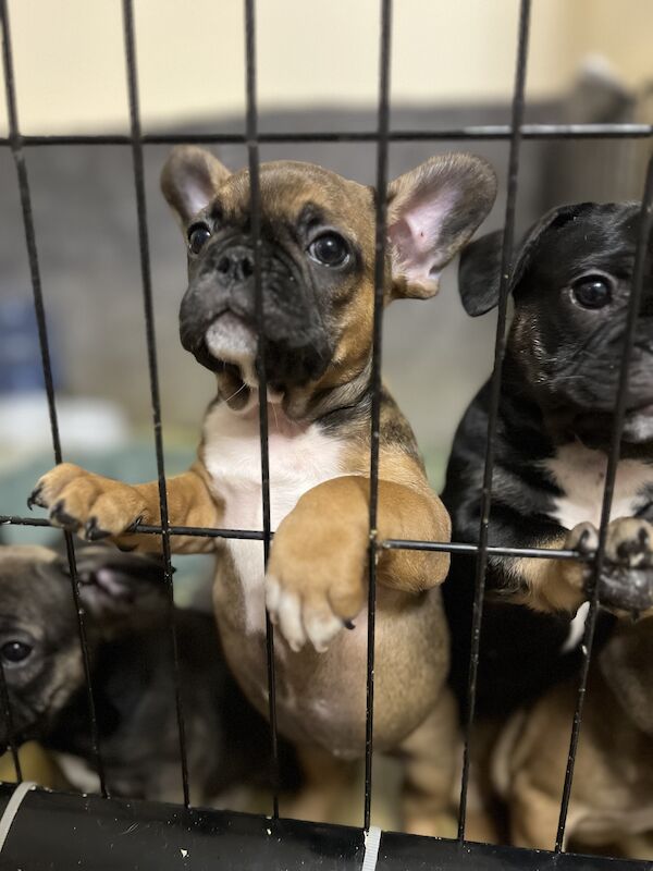 French Bulldog puppies for sale in Preston, Lancashire – 1 year old - Image 6 of 13