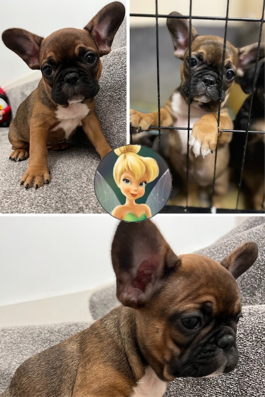 French Bulldog puppies for sale in Preston, Lancashire – 1 year old - Image 7 of 13