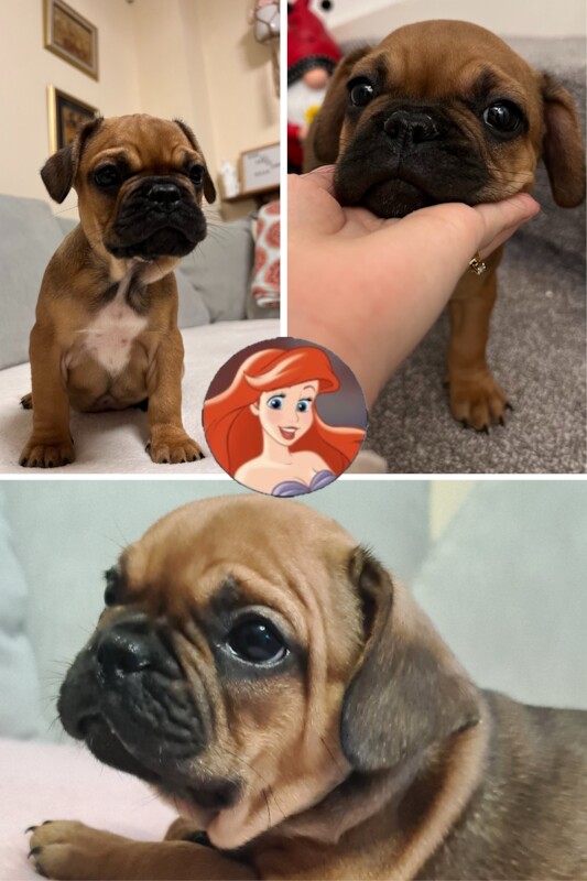 French Bulldog puppies for sale in Preston, Lancashire – 1 year old - Image 8 of 13