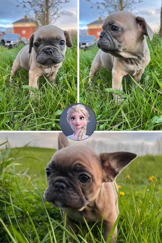 French Bulldog puppies for sale in Preston, Lancashire – 1 year old - Image 9 of 13