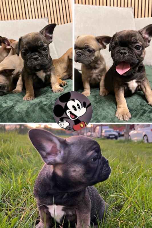 French Bulldog puppies for sale in Preston, Lancashire – 1 year old - Image 10 of 13