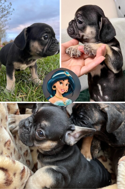 French Bulldog puppies for sale in Preston, Lancashire – 1 year old - Image 11 of 13