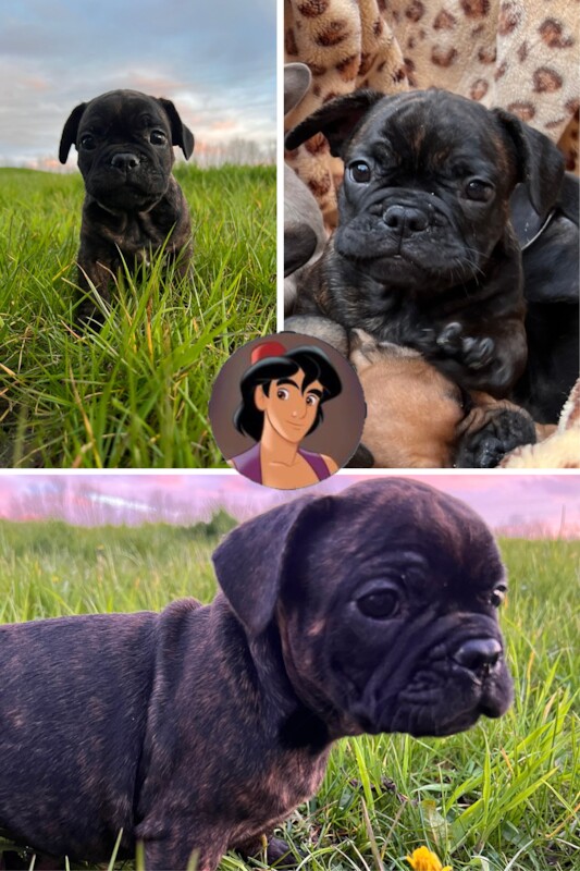 French Bulldog puppies for sale in Preston, Lancashire – 1 year old - Image 12 of 13