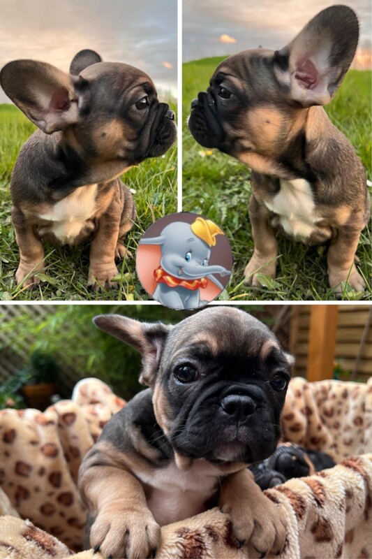 French Bulldog puppies for sale in Preston, Lancashire – 1 year old - Image 13 of 13