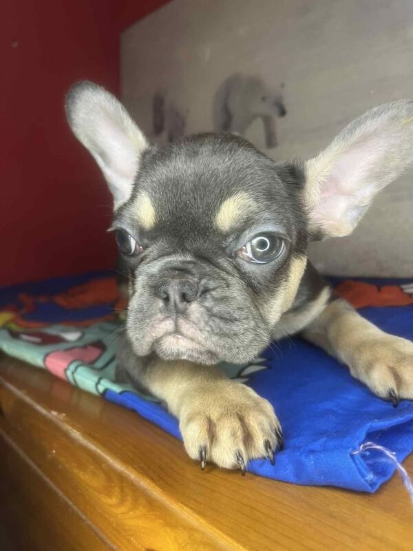 French Bulldog puppies for sale in Great Barr, West Midlands – 3 months old