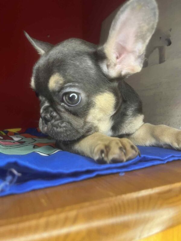 French Bulldog puppies for sale in Great Barr, West Midlands – 3 months old - Image 2 of 3
