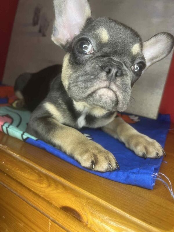French Bulldog puppies for sale in Great Barr, West Midlands – 3 months old - Image 3 of 3