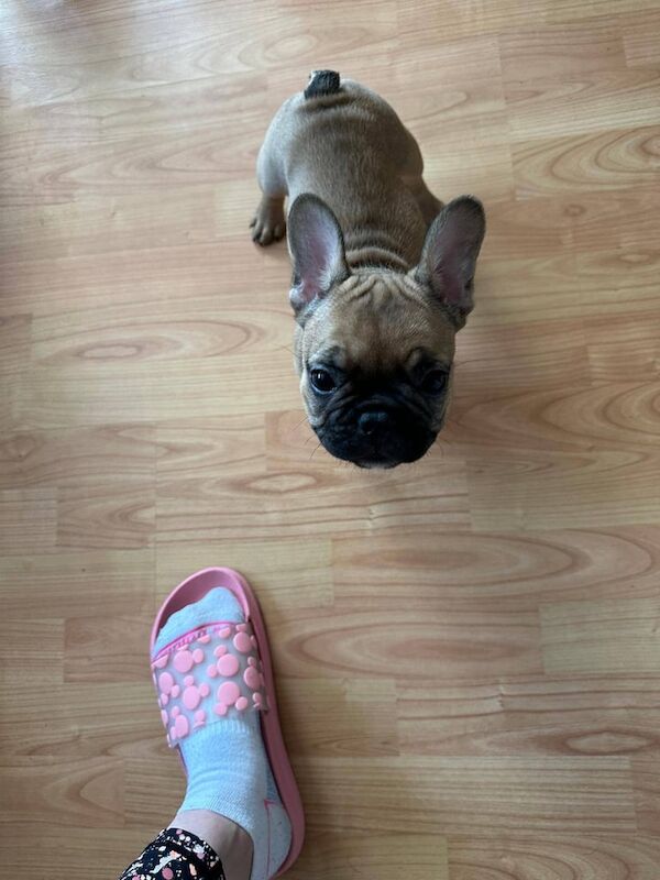 French puppies lokking for forever home for sale in Meopham, Kent - Image 2