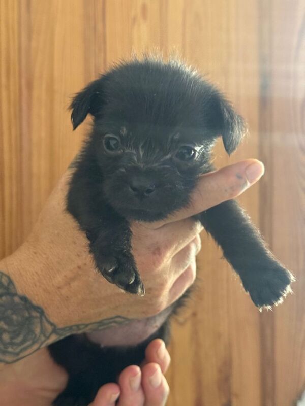 French Bulldog Puppies For Sale Under £1,000