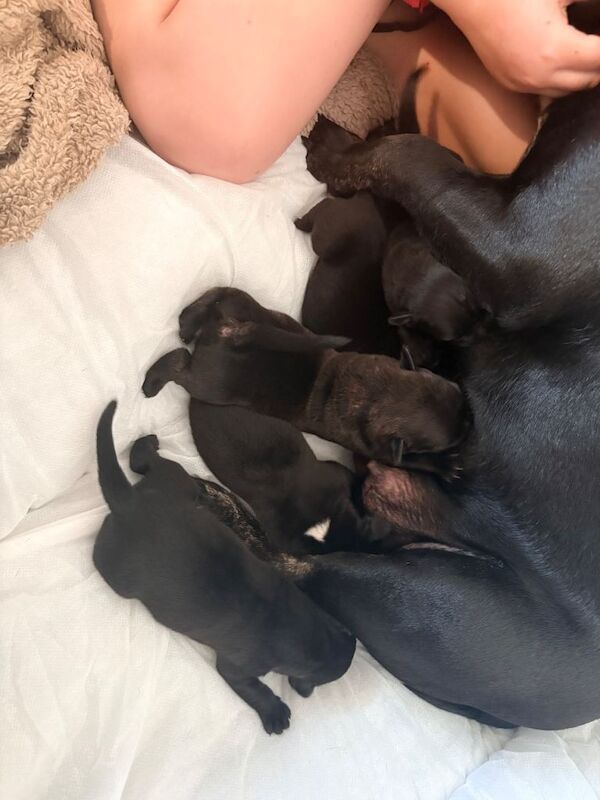 Frenchador puppies - Image 3 of 5