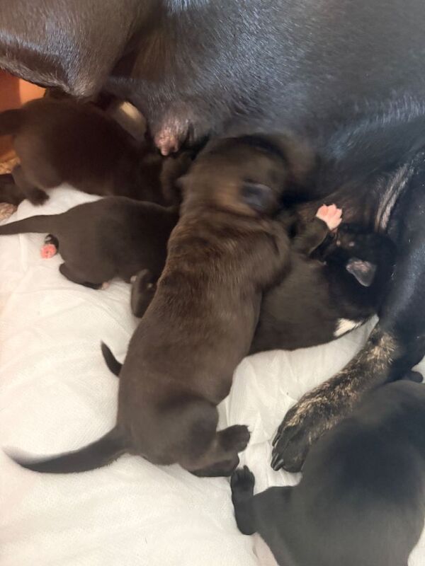 Frenchador puppies - Image 4 of 5