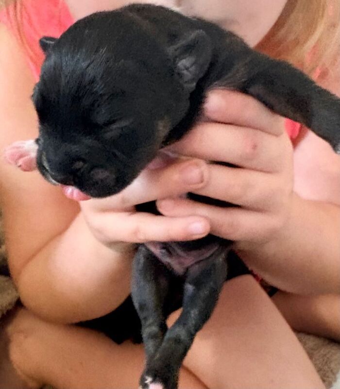 Frenchador puppies - Image 5 of 5