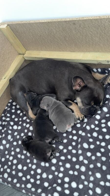 French Bulldog puppies for sale in Ferryhill, Durham – KC registered, 6 weeks old
