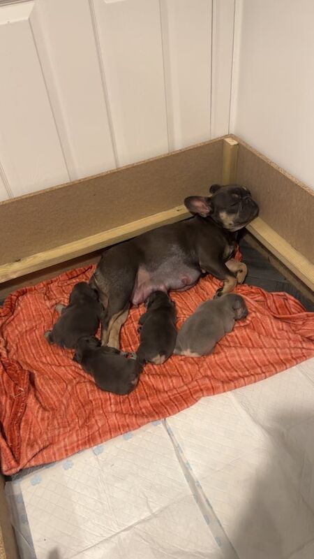 French Bulldog puppies for sale in Ferryhill, Durham – KC registered, 6 weeks old - Image 2 of 3
