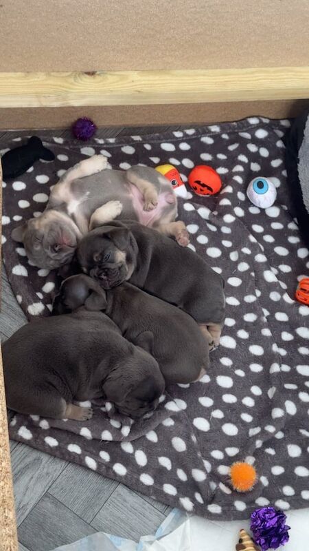 French Bulldog puppies for sale in Ferryhill, Durham – KC registered, 6 weeks old - Image 3 of 3