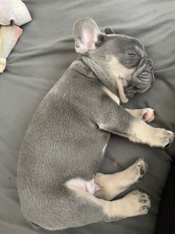French Bulldog puppies for sale in Islington, Greater London – KC registered, 10 weeks old